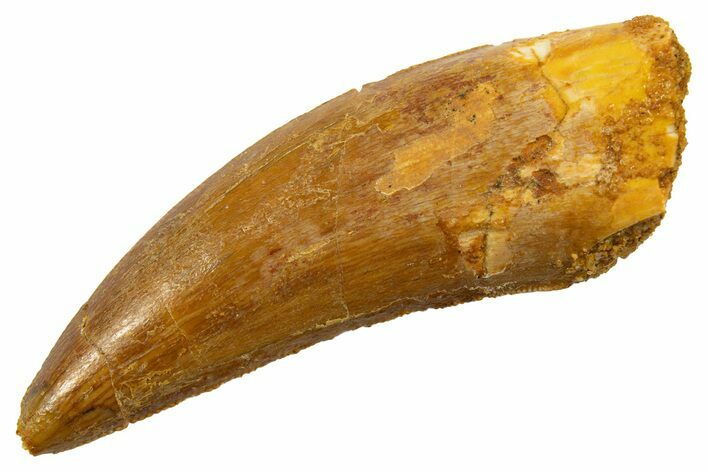Serrated, Theropod (Deltadromeus?) Tooth - Morocco #329856